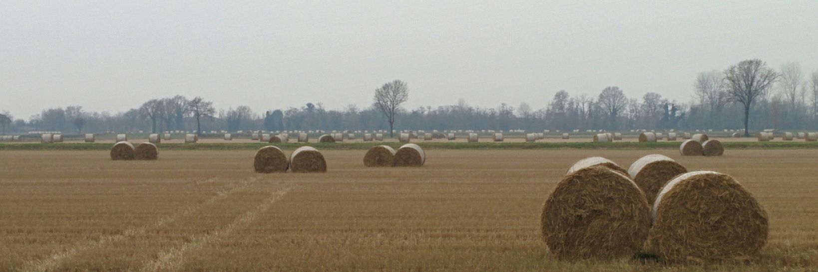 Simone Priamo banner