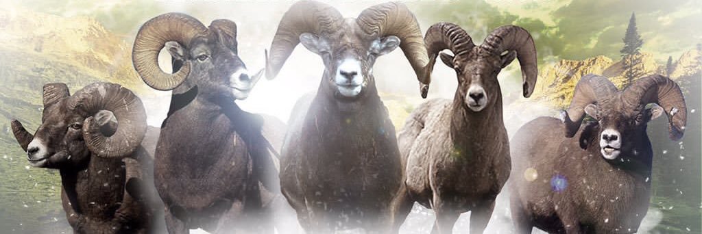 dgallina4's profile banner image
