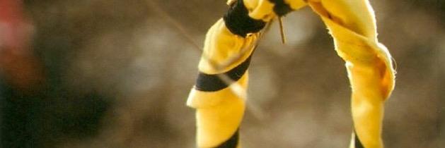 Scout Saint George banner