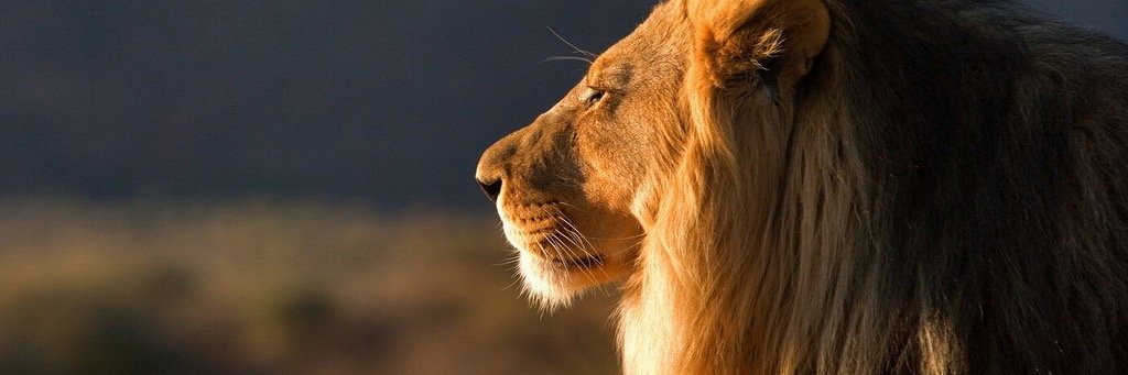sergiojesseni's profile banner image