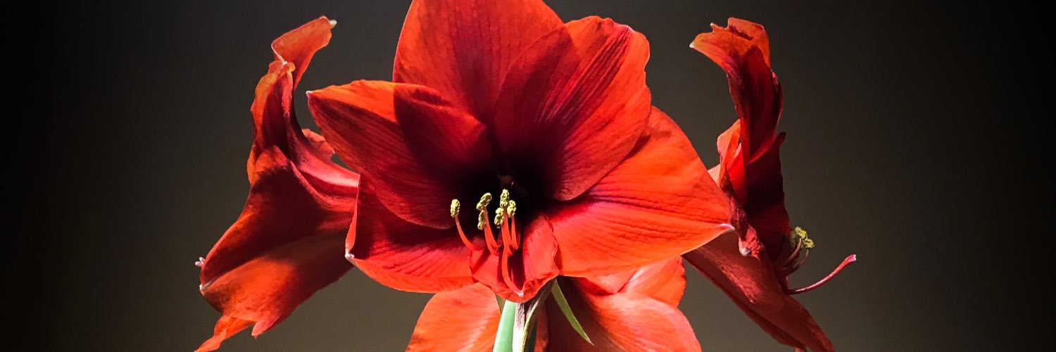 DomyliciousG's profile banner image
