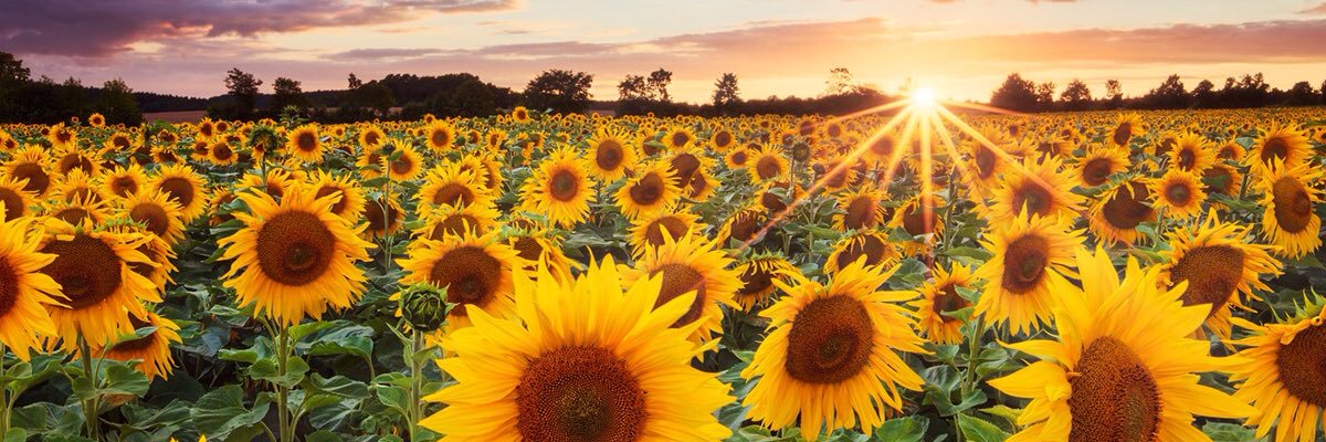 J_Quellen's profile banner image
