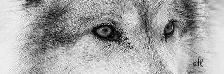 João de Medeiros banner