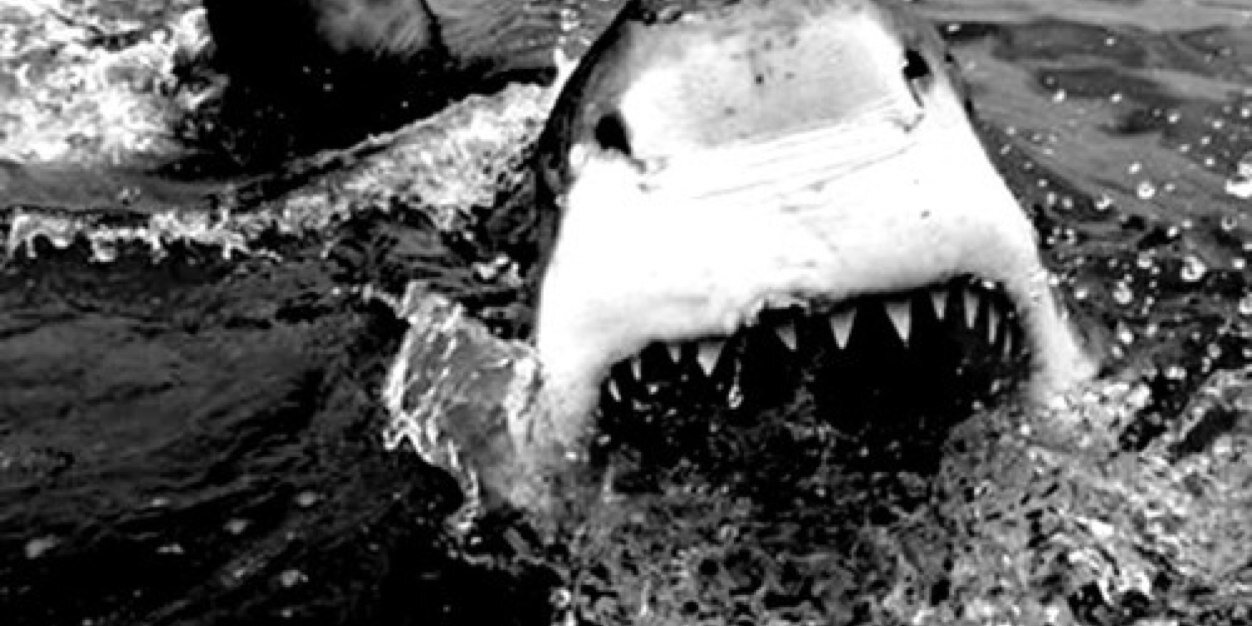 surrahfosho's profile banner image