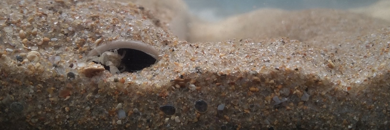 OceanoCurioso's profile banner image