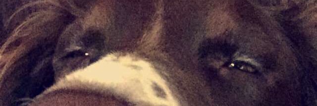 MattEstes24's profile banner image