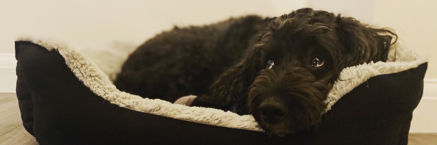 Bridget Elliott banner