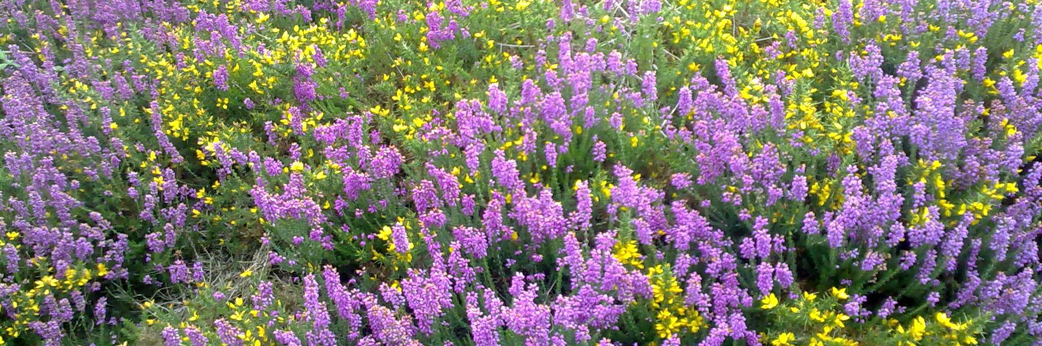 ana garcia-serrano banner