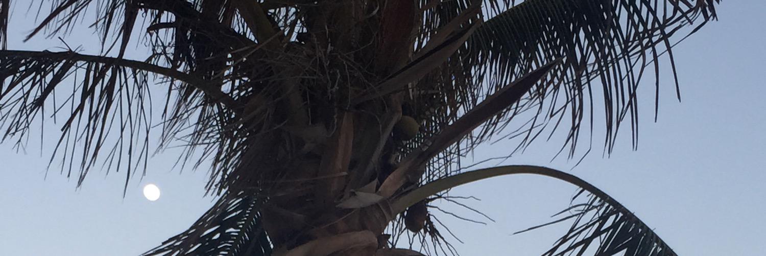 Kurtonian's profile banner image