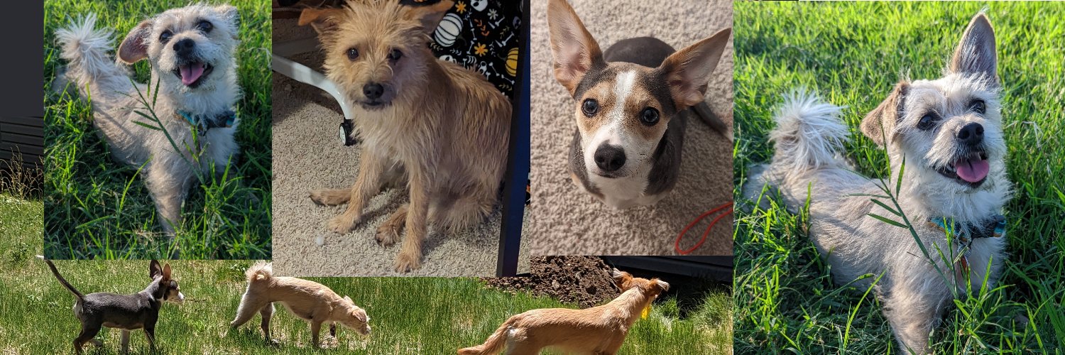 Jason 🌞🐶 banner