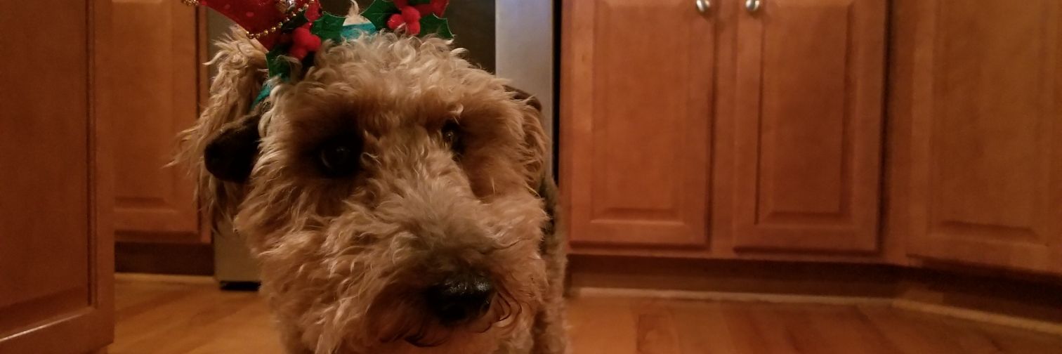 HarpertheSage's profile banner image