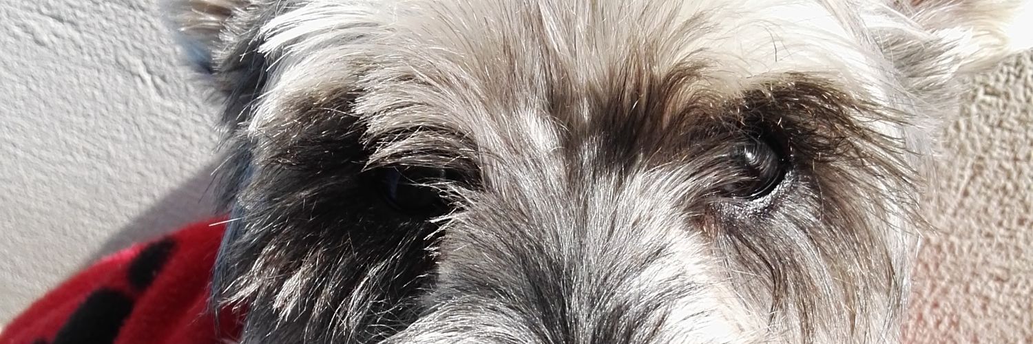 Pam_Vera's profile banner image