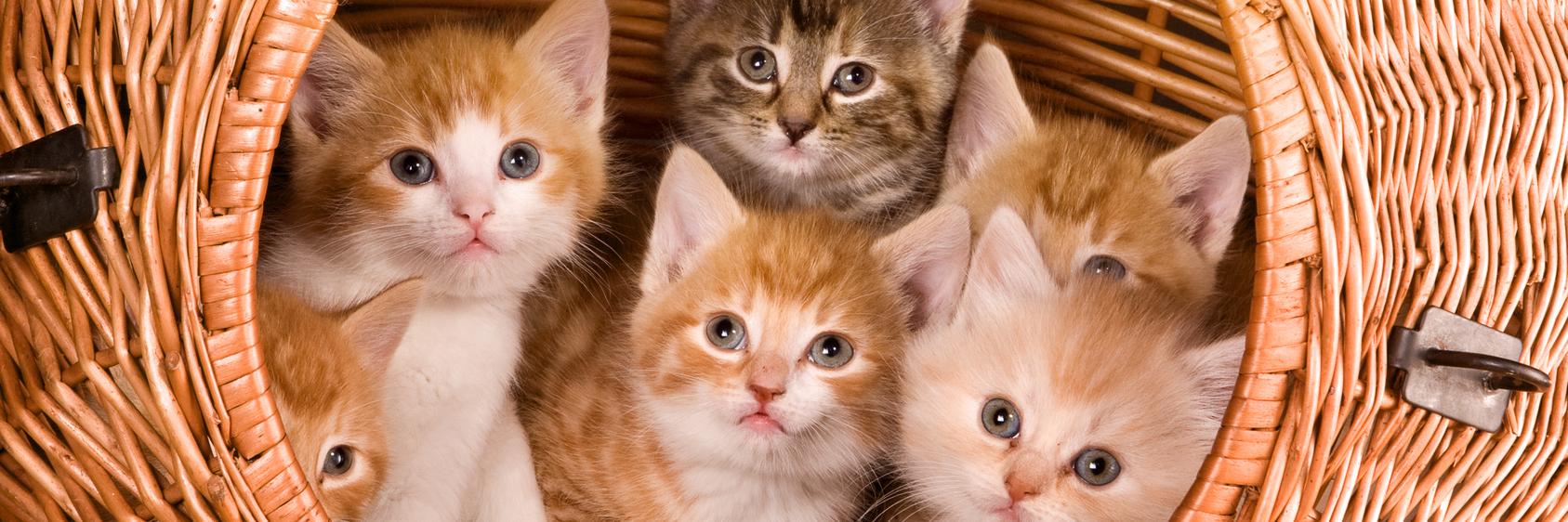 thecatsite's profile banner image