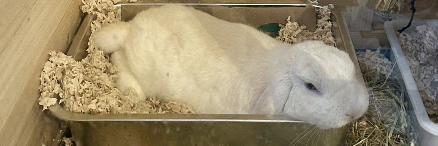 RJ 🌉 (he/him) banner