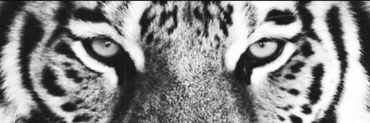 jess_antry's profile banner image