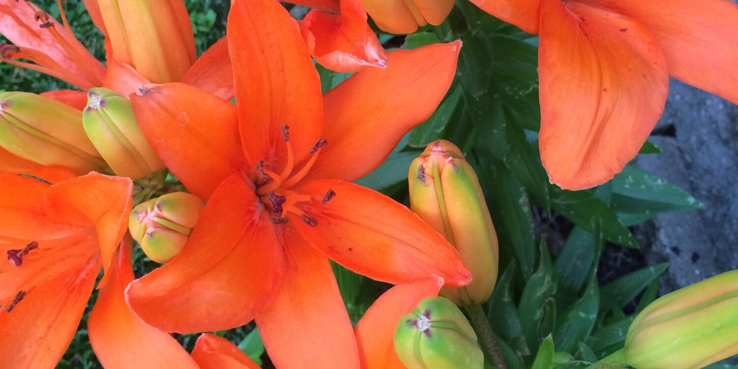 JillianNelson1's profile banner image