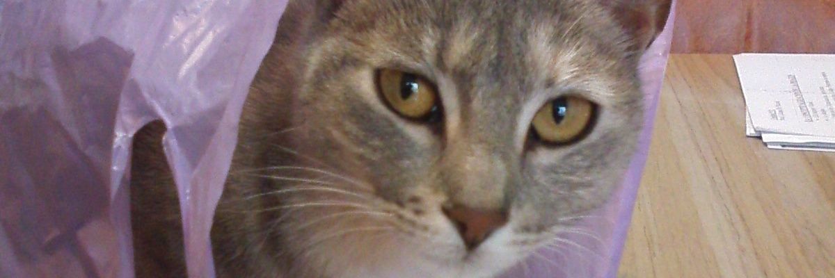 cvzxcz's profile banner image