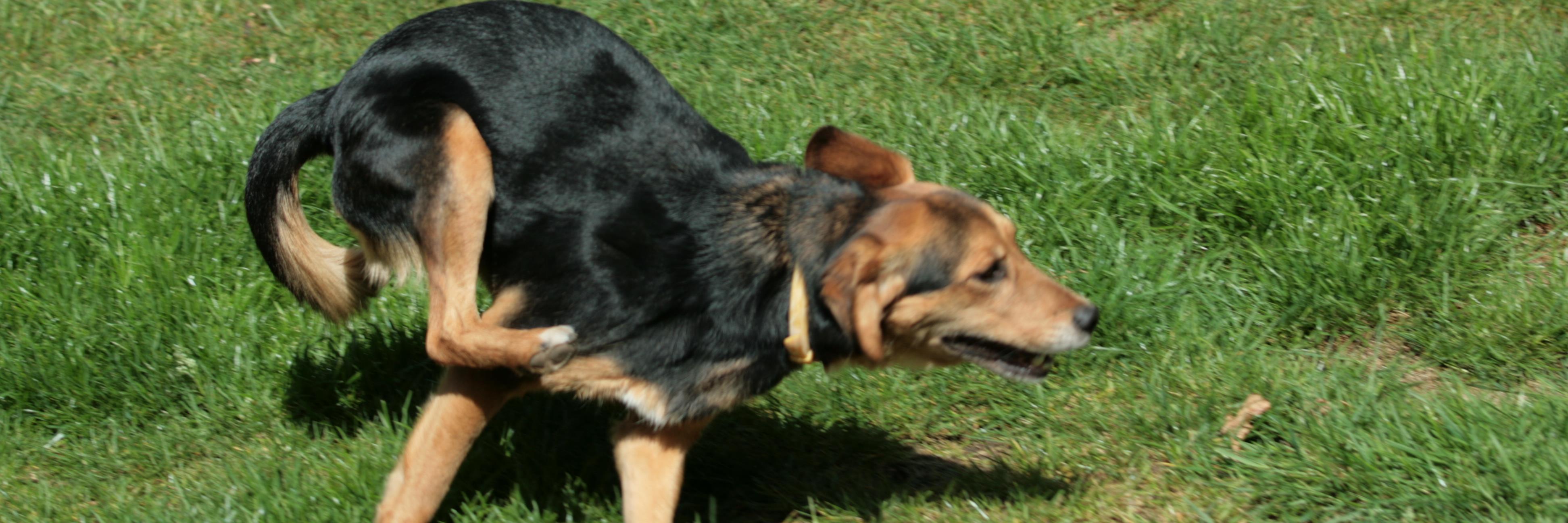 CeesPoldervaart's profile banner image