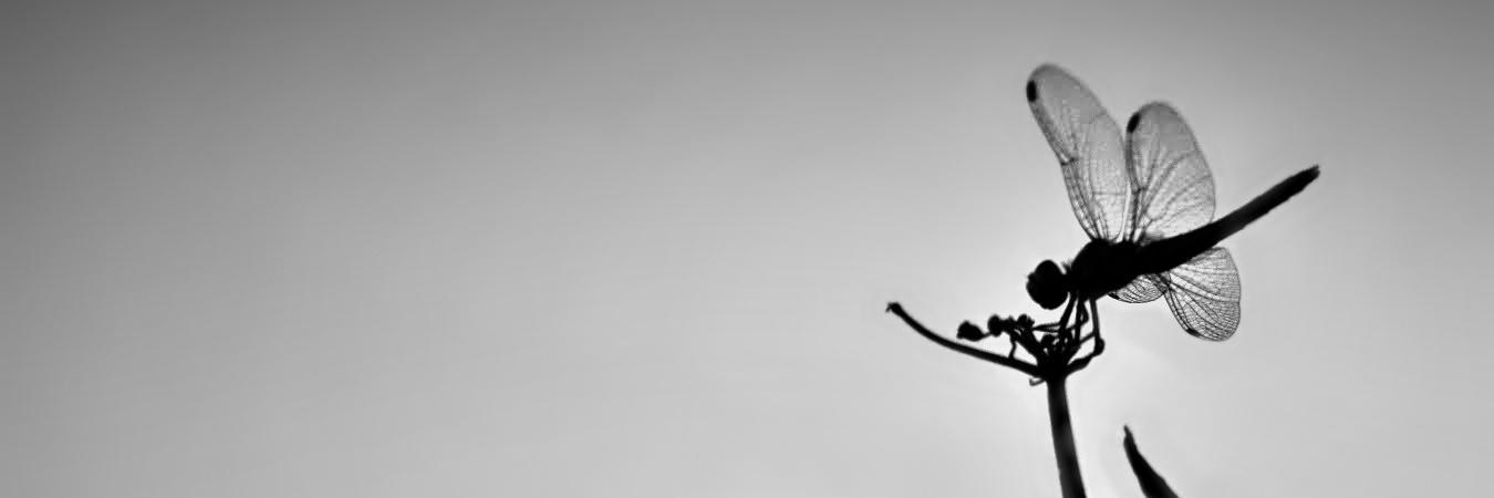 Dianita Páez banner