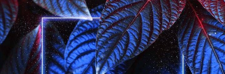 guiiamaral's profile banner image