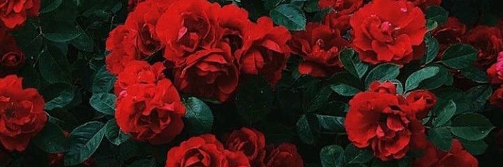morcamargoo's profile banner image