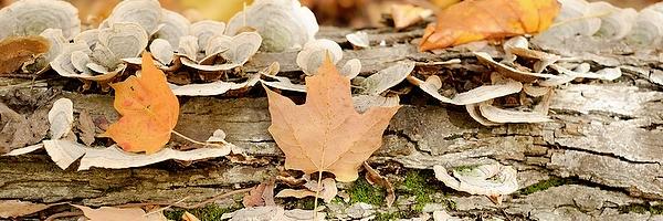 rppare Profile Banner