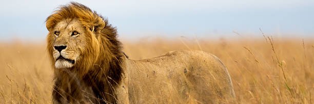 AfricanVilla's profile banner image