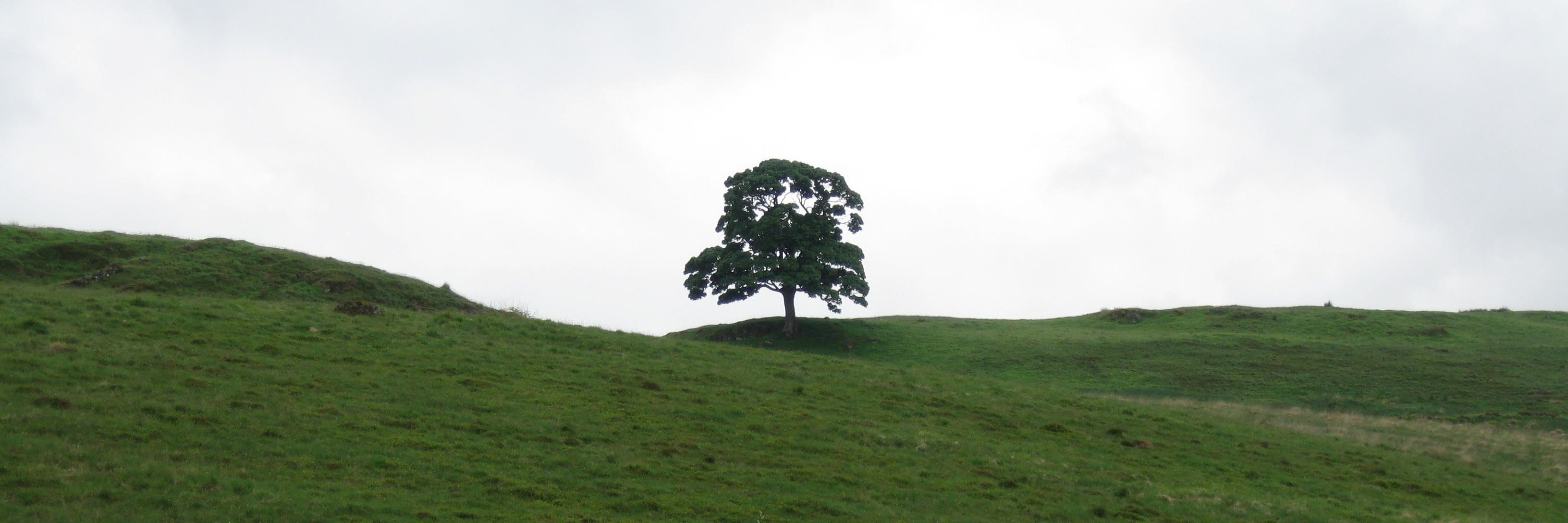 schwabframuc's profile banner image