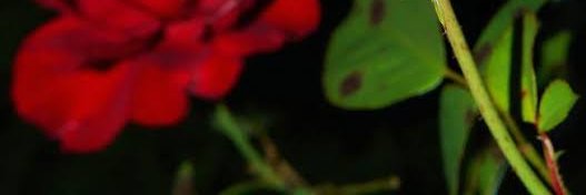 aroel_antenk's profile banner image