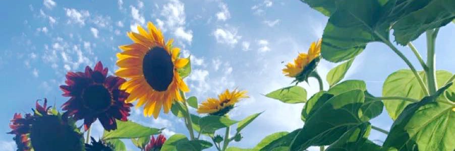 C_Preee21's profile banner image