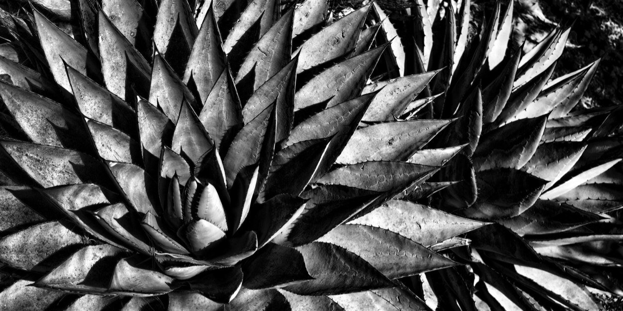 AmbarTequila's profile banner image