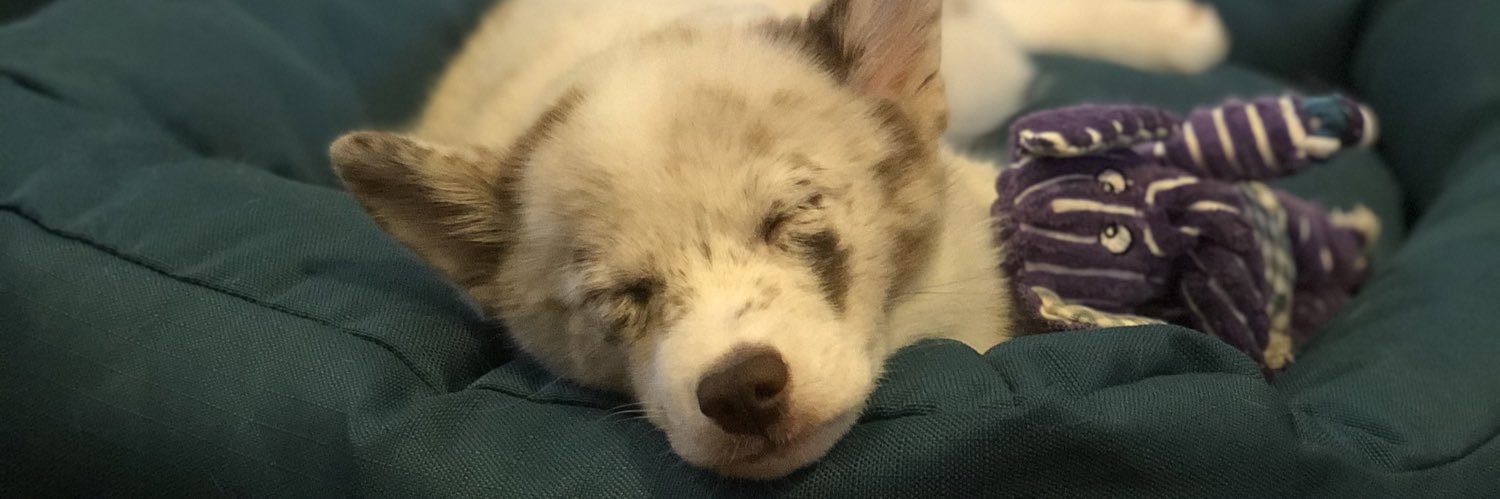 _sofiaarojaas_'s profile banner image