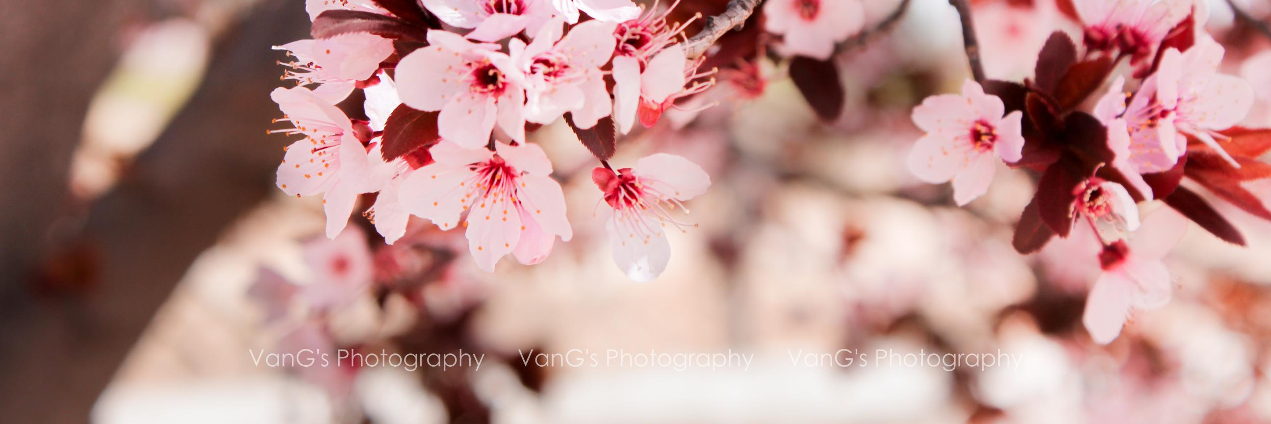 vangsarq's profile banner image