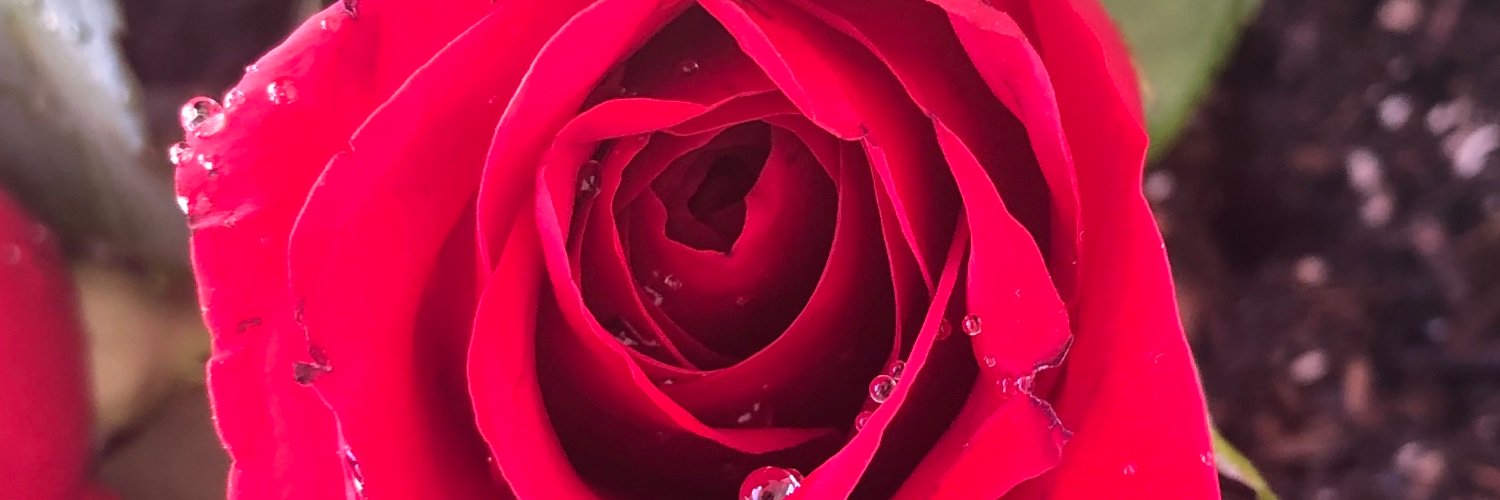 AkaneSelena's profile banner image