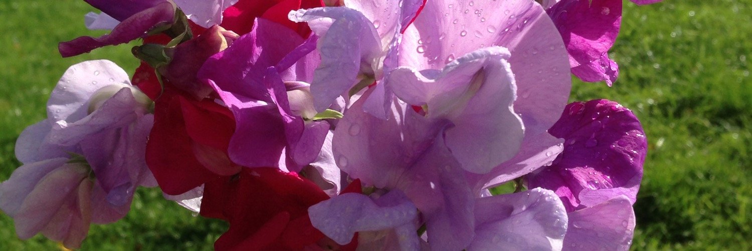 Ailbhe Gerrard banner