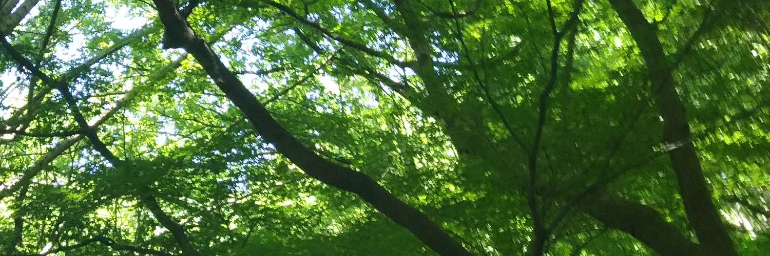 meicocha's profile banner image