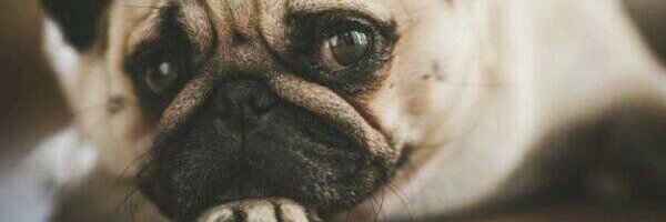 ohroyperfx Profile Banner