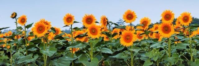 古德芳（Gu defang) banner