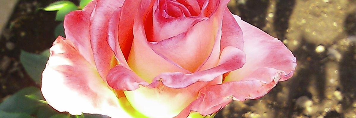 Tomi10330's profile banner image