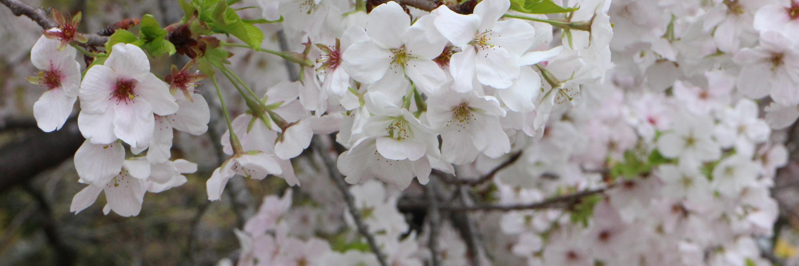 fff_yumi's profile banner image