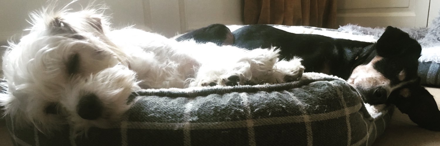 SiteDog's profile banner image