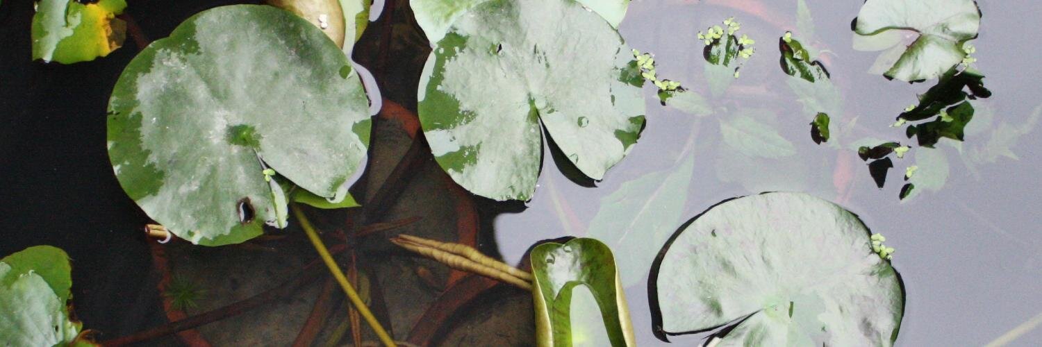 Brad Vaughn (fka Jackson Wu) banner