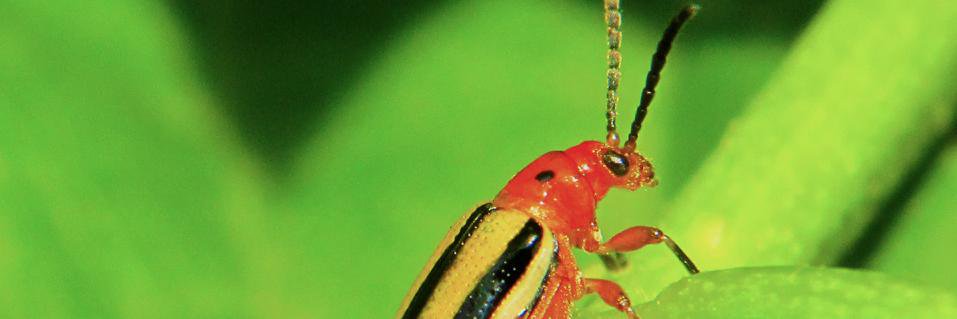 beetle665's profile banner image