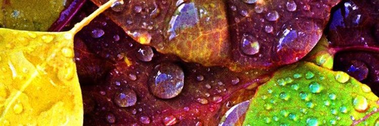 ptozcankaya's profile banner image