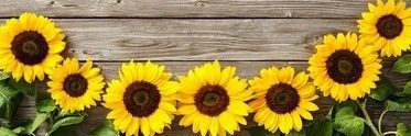 sanflawars's profile banner image