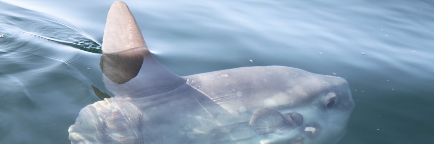 AtlanticIsle's profile banner image