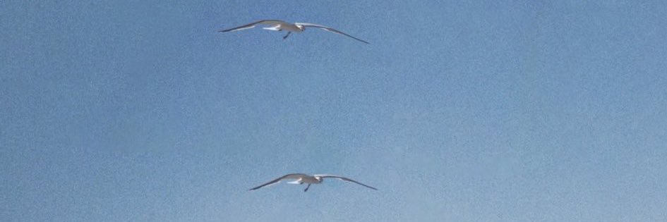 Mobina banner
