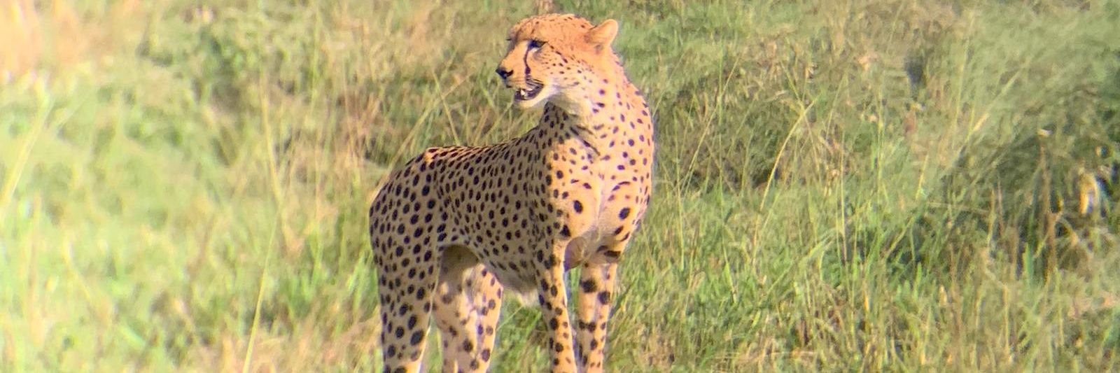 Talent Ahereza banner