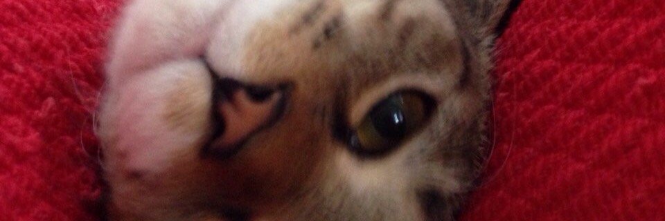 taiki240's profile banner image