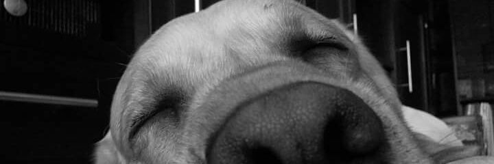 davoterria's profile banner image